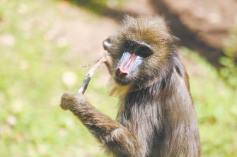 4月27日，北京動物園新展出的山魈在戶外活動。
