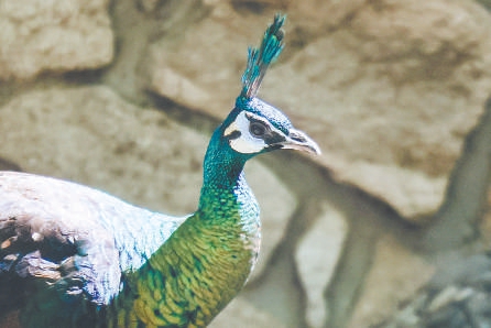 4月27日，北京動物園新展出的綠孔雀在戶外活動。
