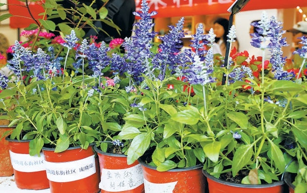 市民培育入選的部分花卉。