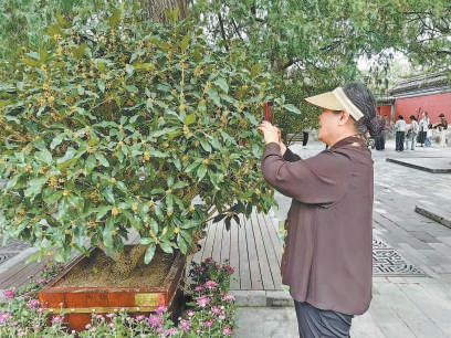 頤和園精品桂花引游人觀賞。