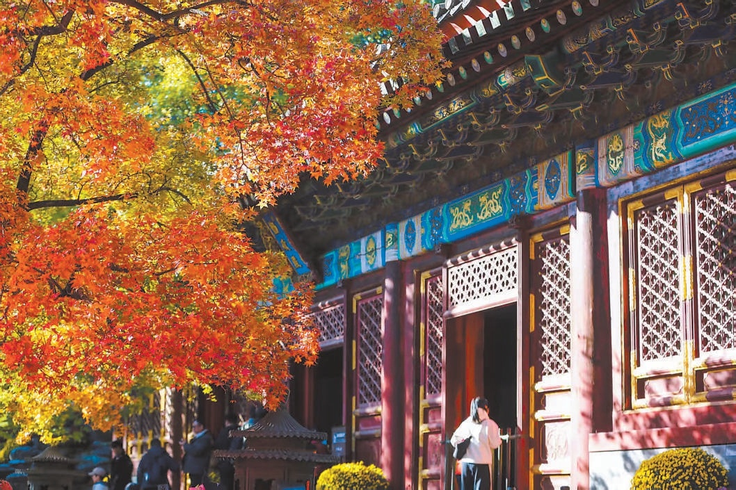 香山紅葉進入最佳觀賞期