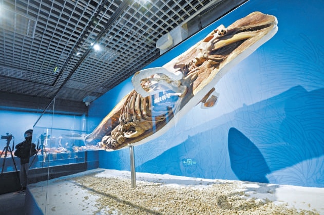11月25日，國家自然博物館“鯨·奇——海洋深深之遇見鯨”特展開幕。
