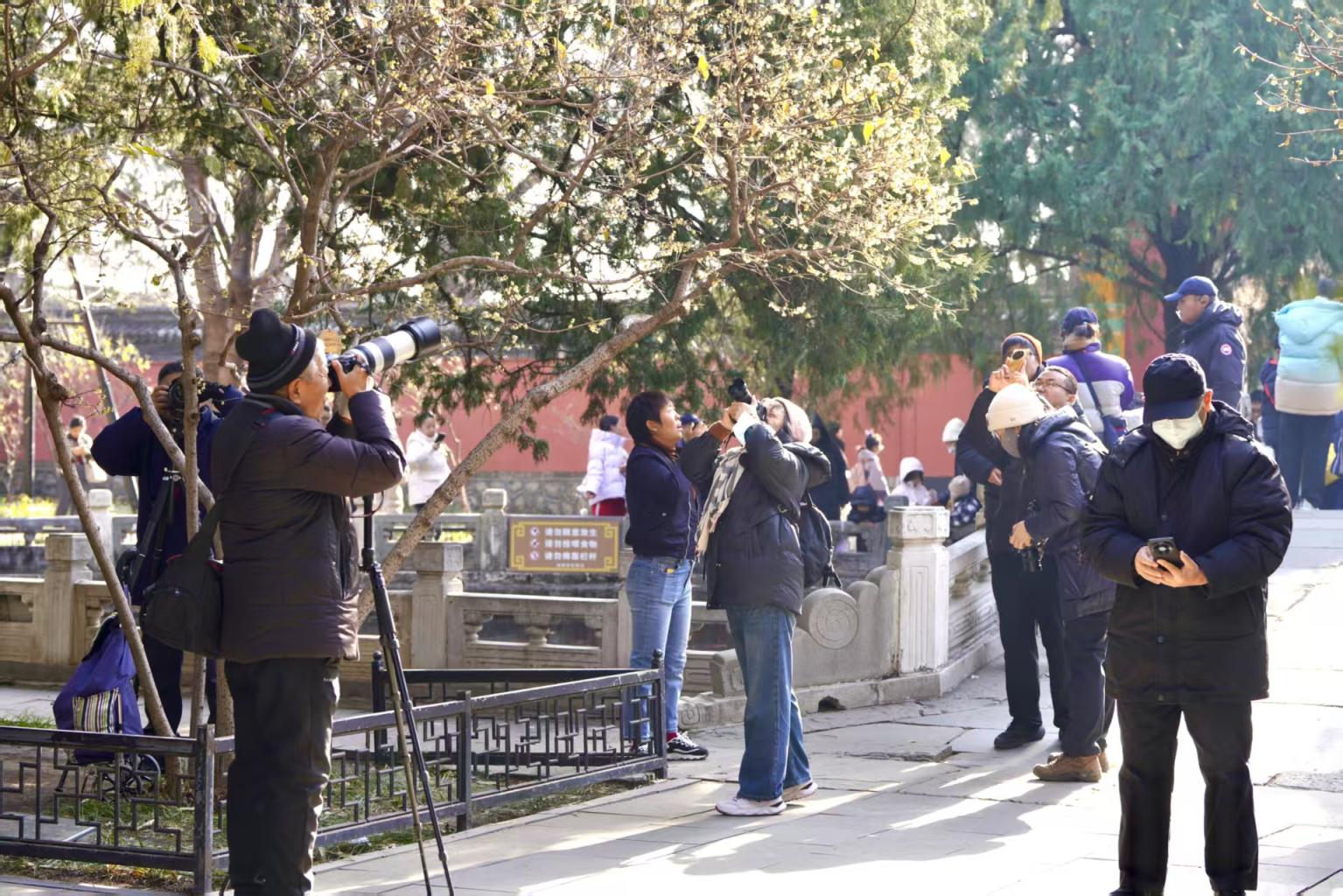 市民游客來到臥佛寺賞梅打卡。