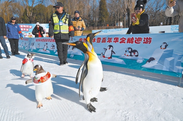 巡游企鵝成為陶然亭冰雪嘉年華上的“明星”。