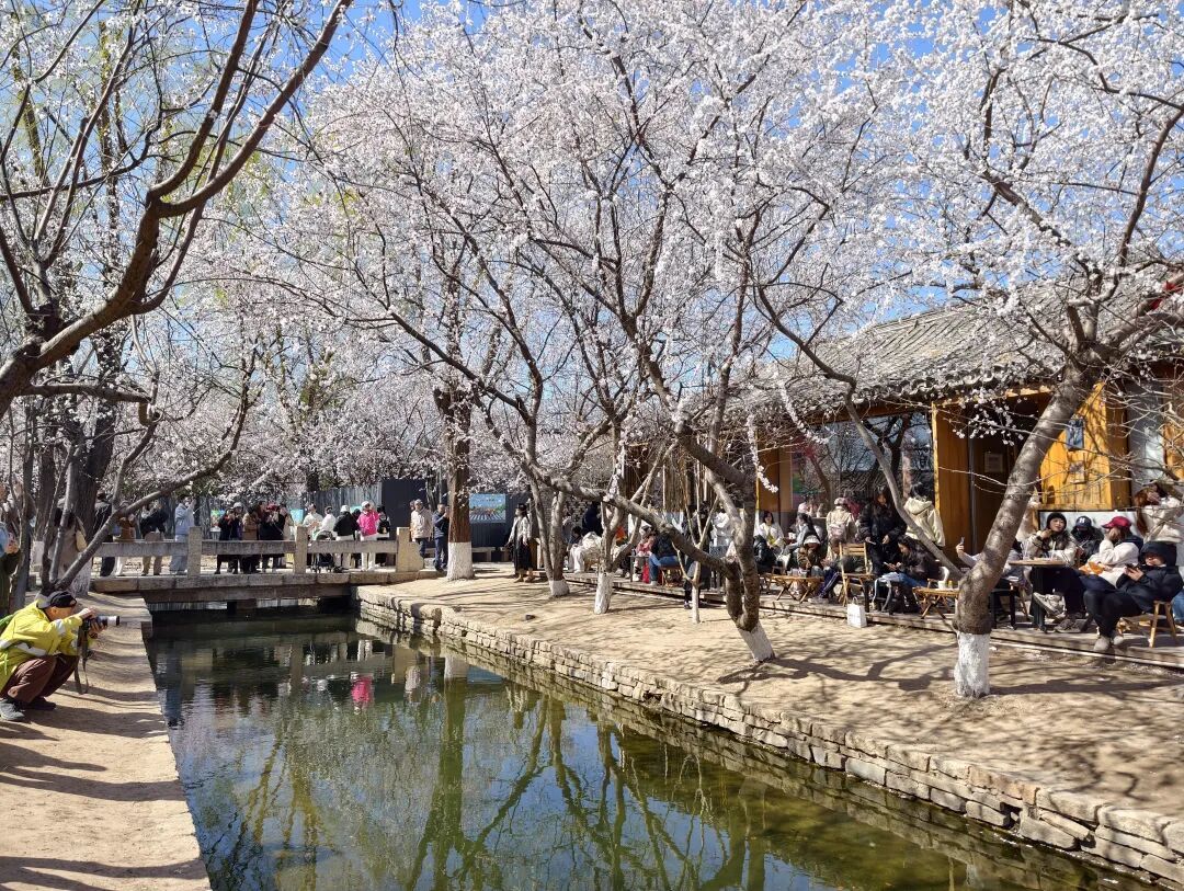 嘗春鮮、走花路、穿新衣……被東城這波“春日經濟”硬控了！