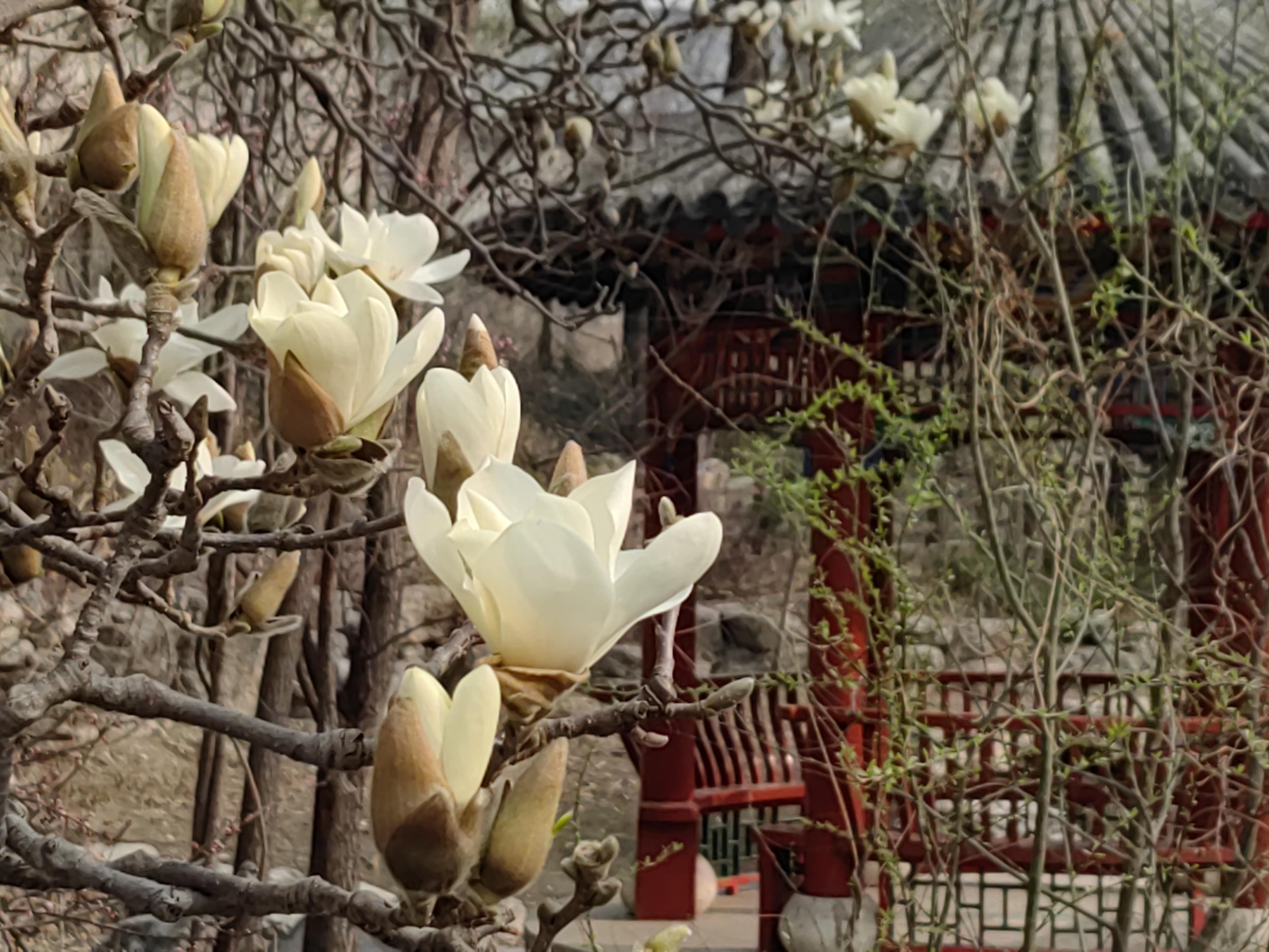八大處公園杏花開，多種春花迎來最佳觀賞期
