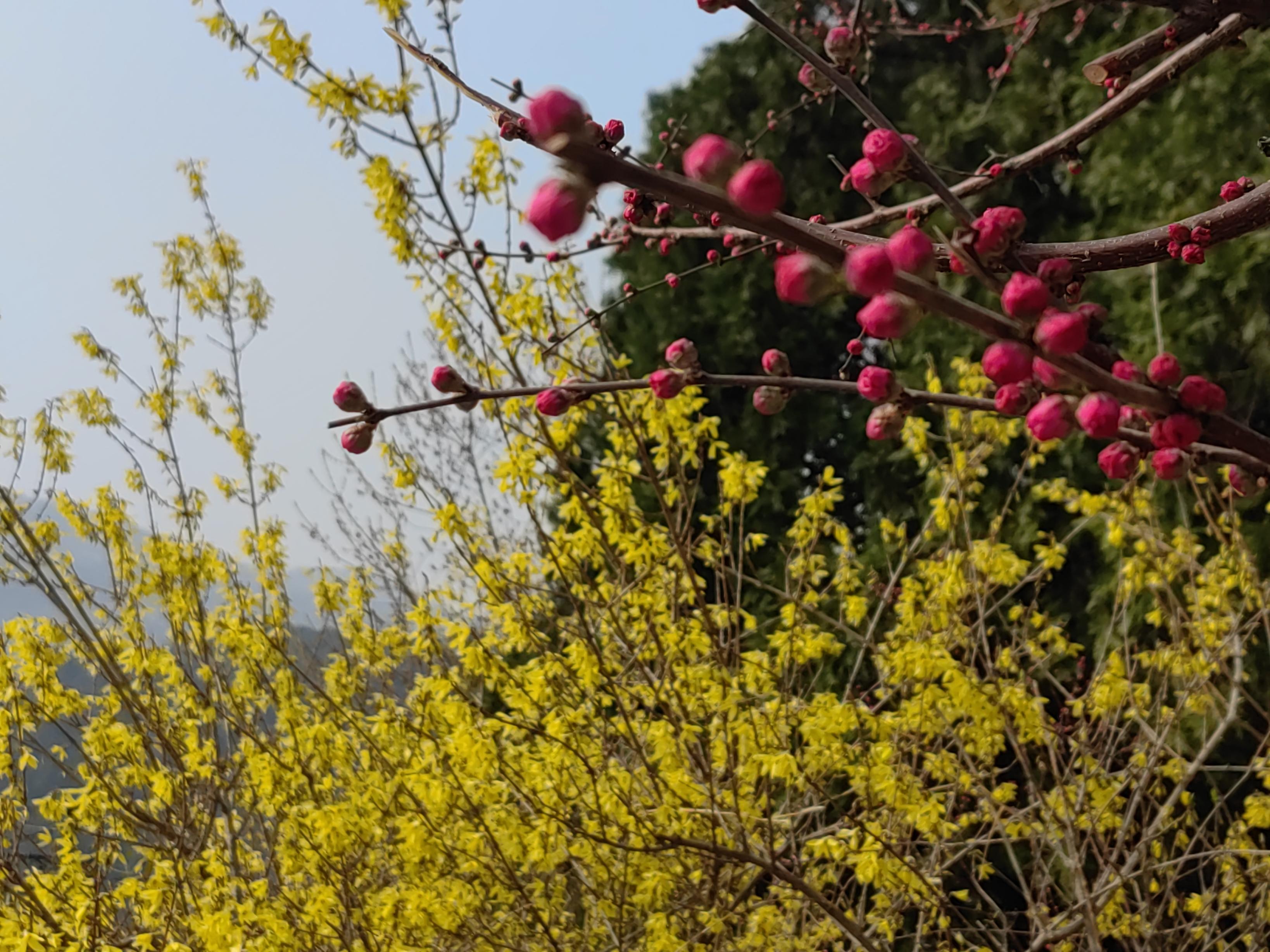 八大處公園杏花開，多種春花迎來最佳觀賞期