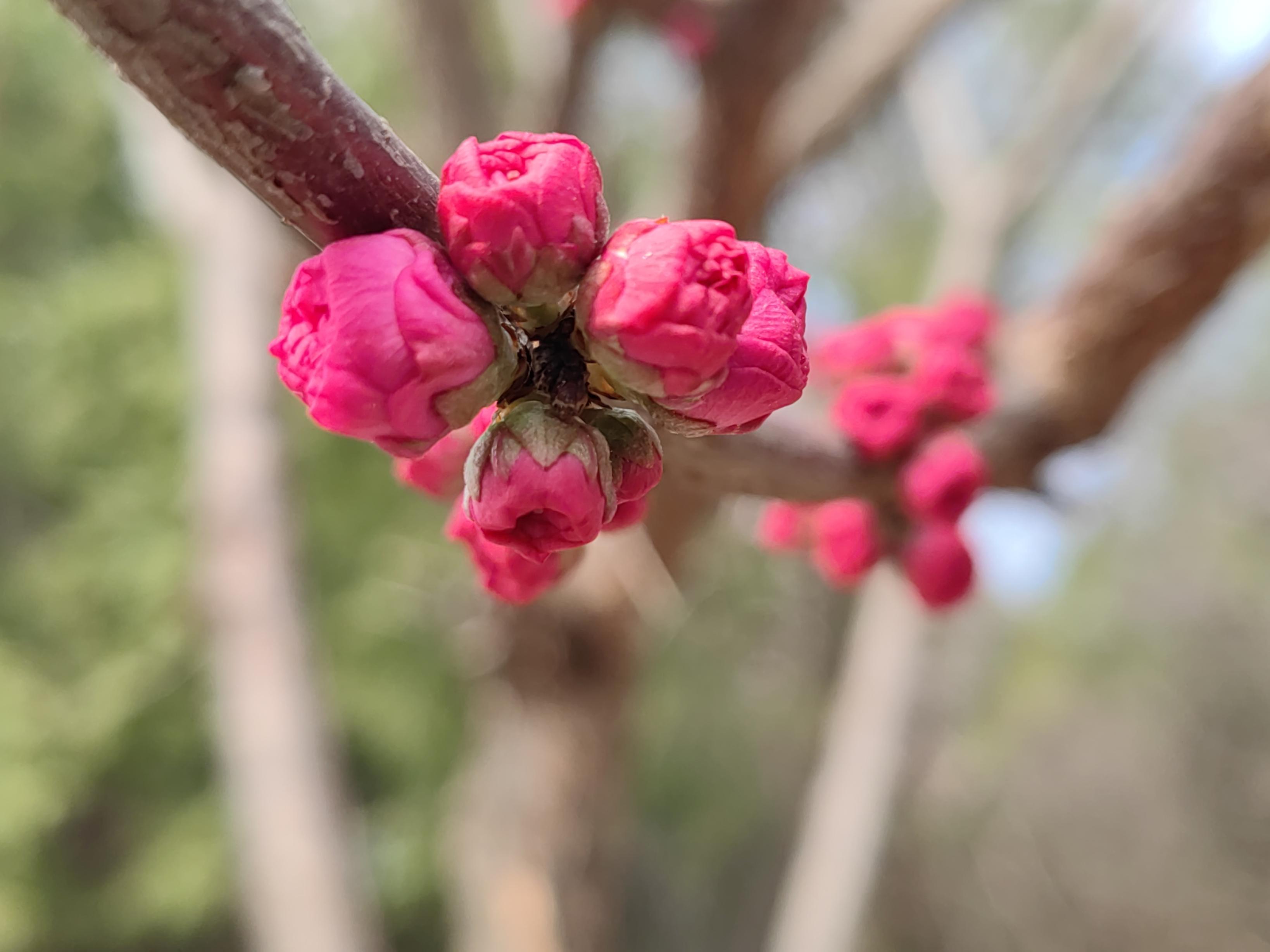 八大處公園杏花開，多種春花迎來最佳觀賞期