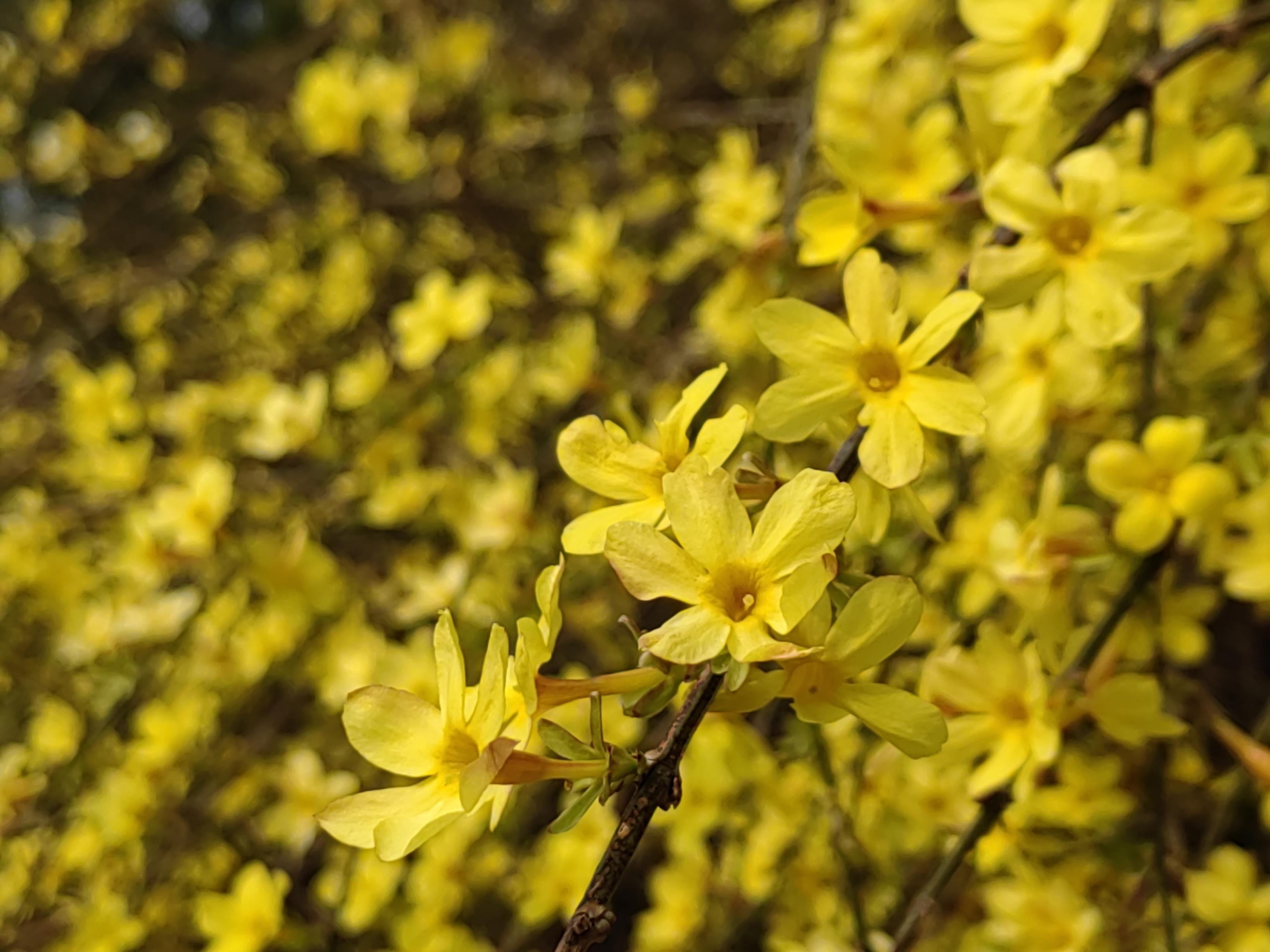 八大處公園杏花開，多種春花迎來最佳觀賞期