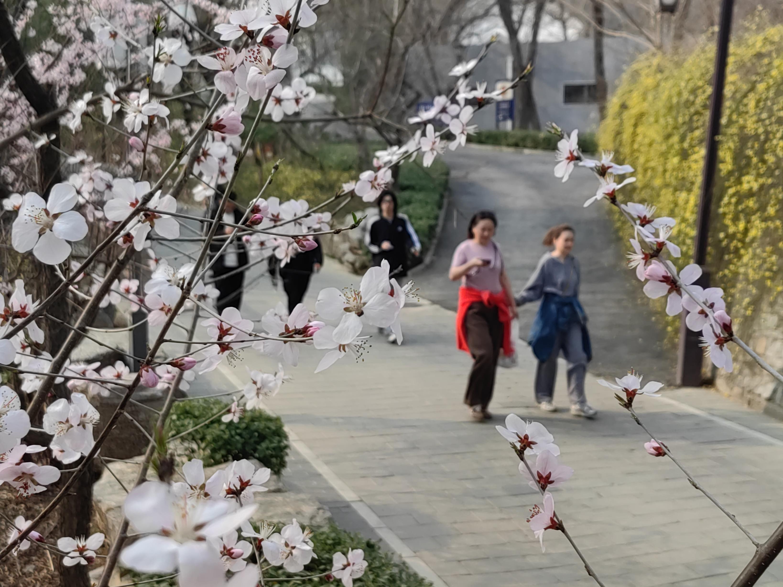 八大處公園杏花開，多種春花迎來最佳觀賞期