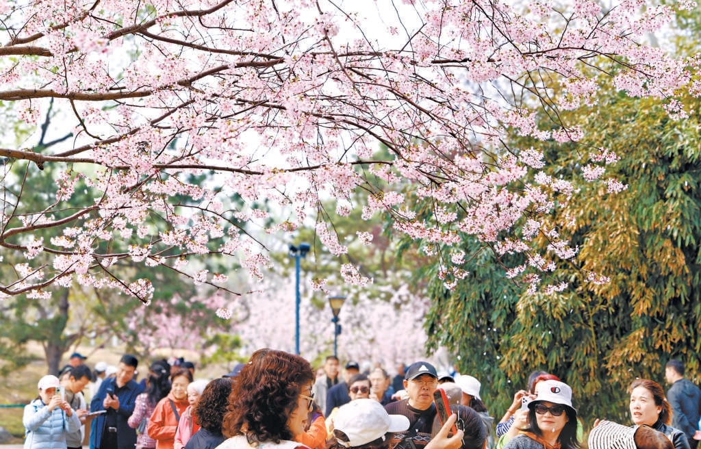 玉淵潭公園早櫻大面積開放，進入最佳觀賞期。