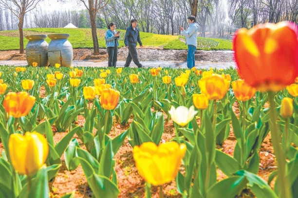 順義區北京國際鮮花港內部分鬱金香悄然綻放。