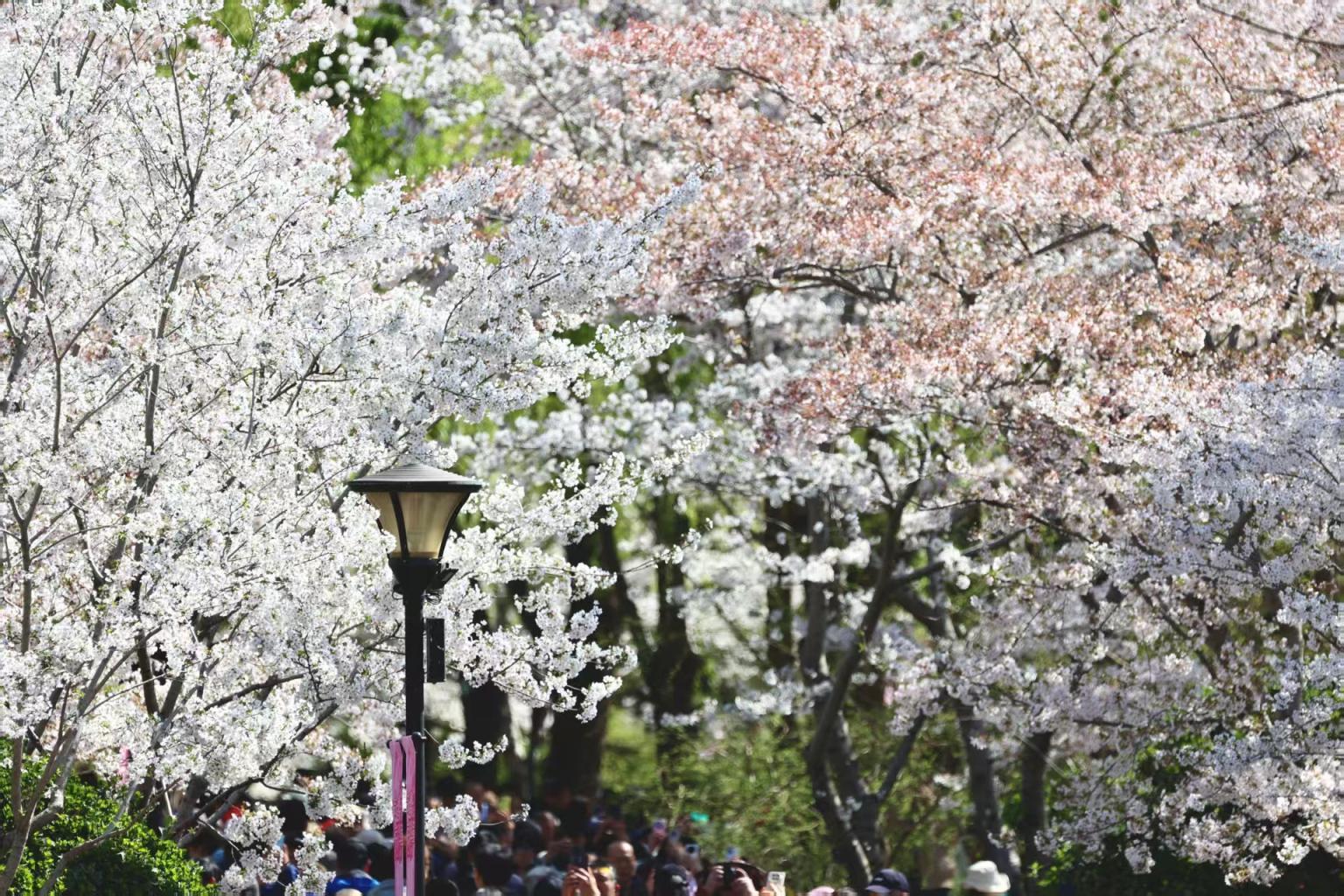 踏青必看！北京15條“最美園路”串起春日繁花