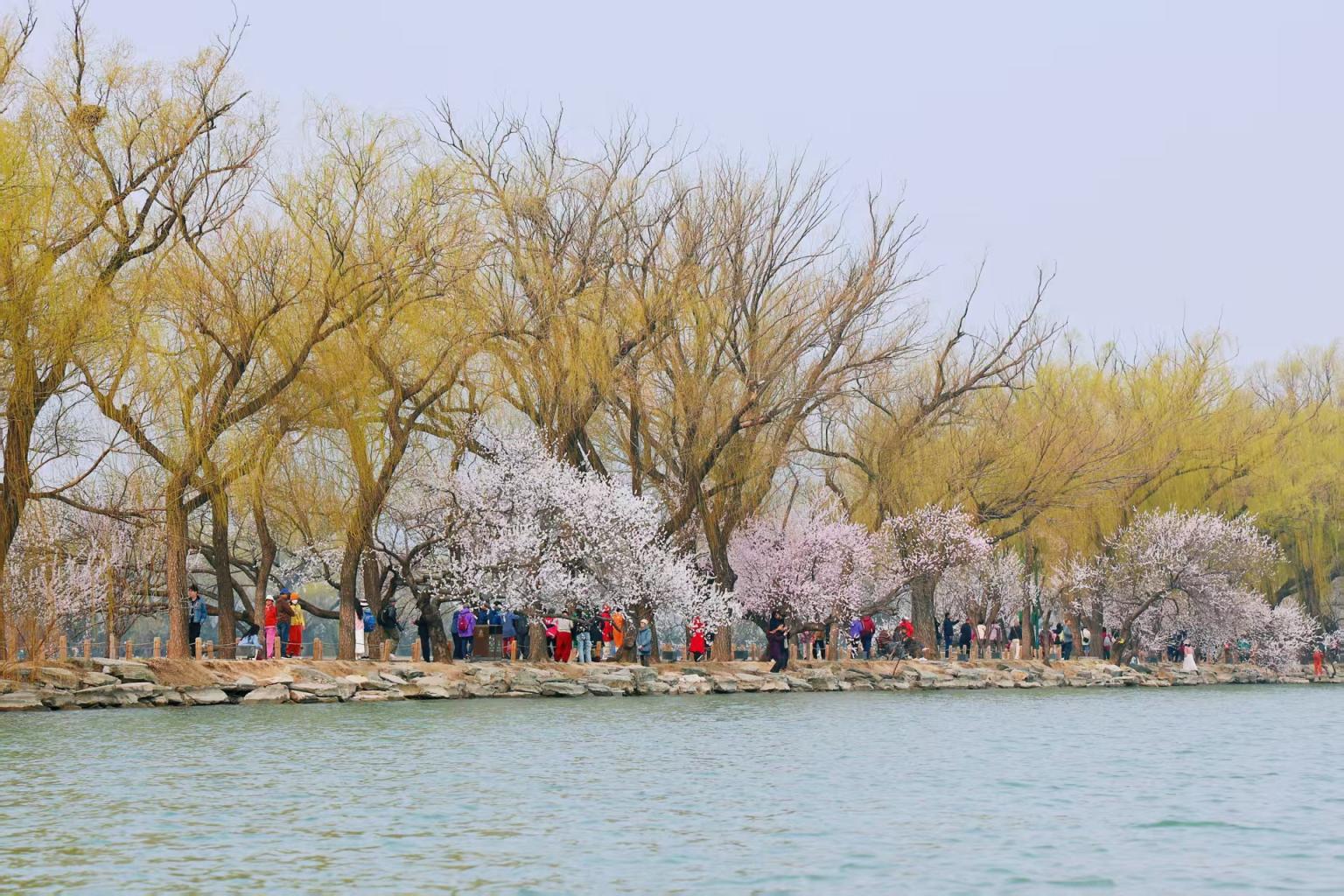 踏青必看！北京15條“最美園路”串起春日繁花