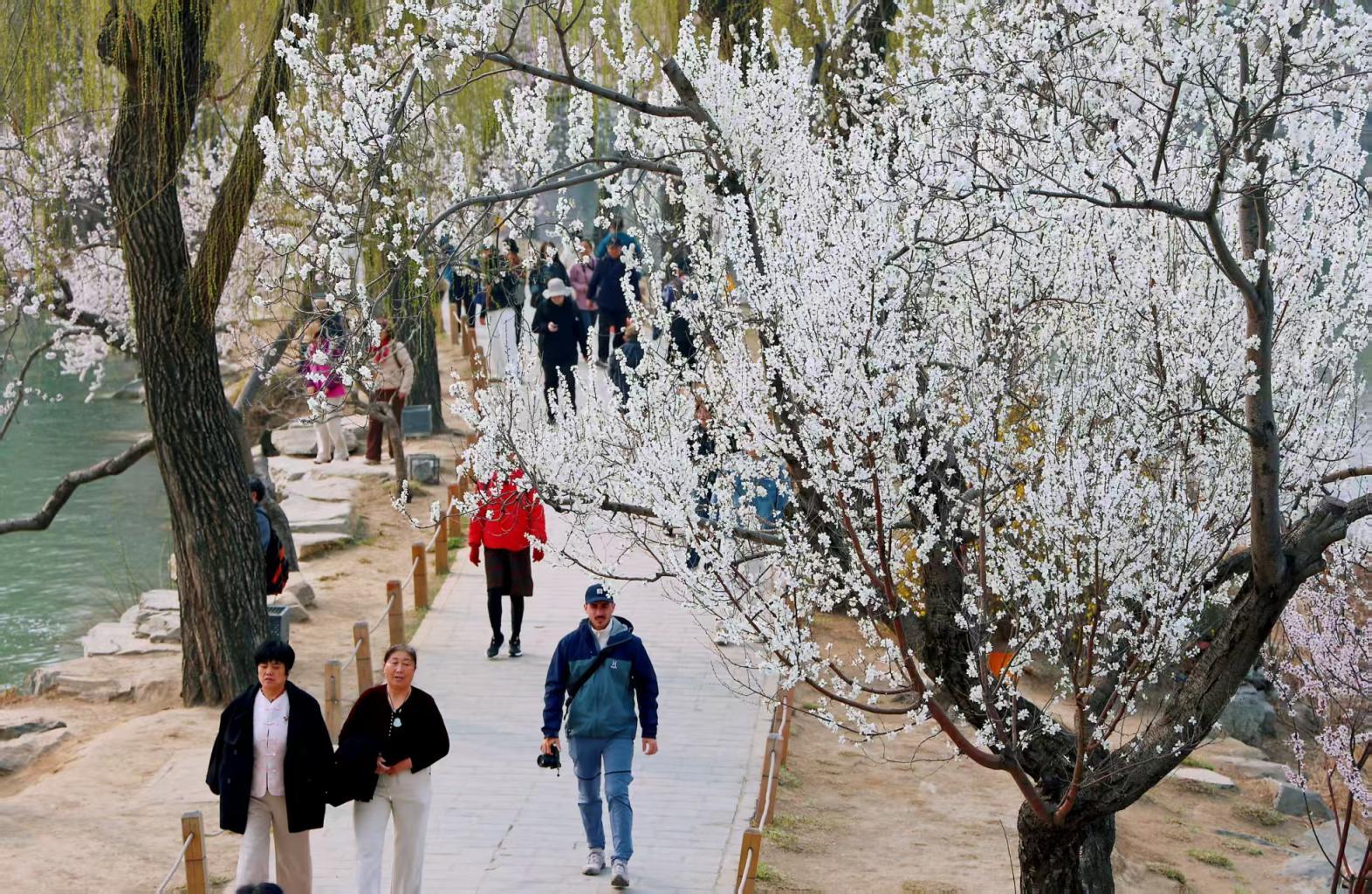 踏青必看！北京15條“最美園路”串起春日繁花