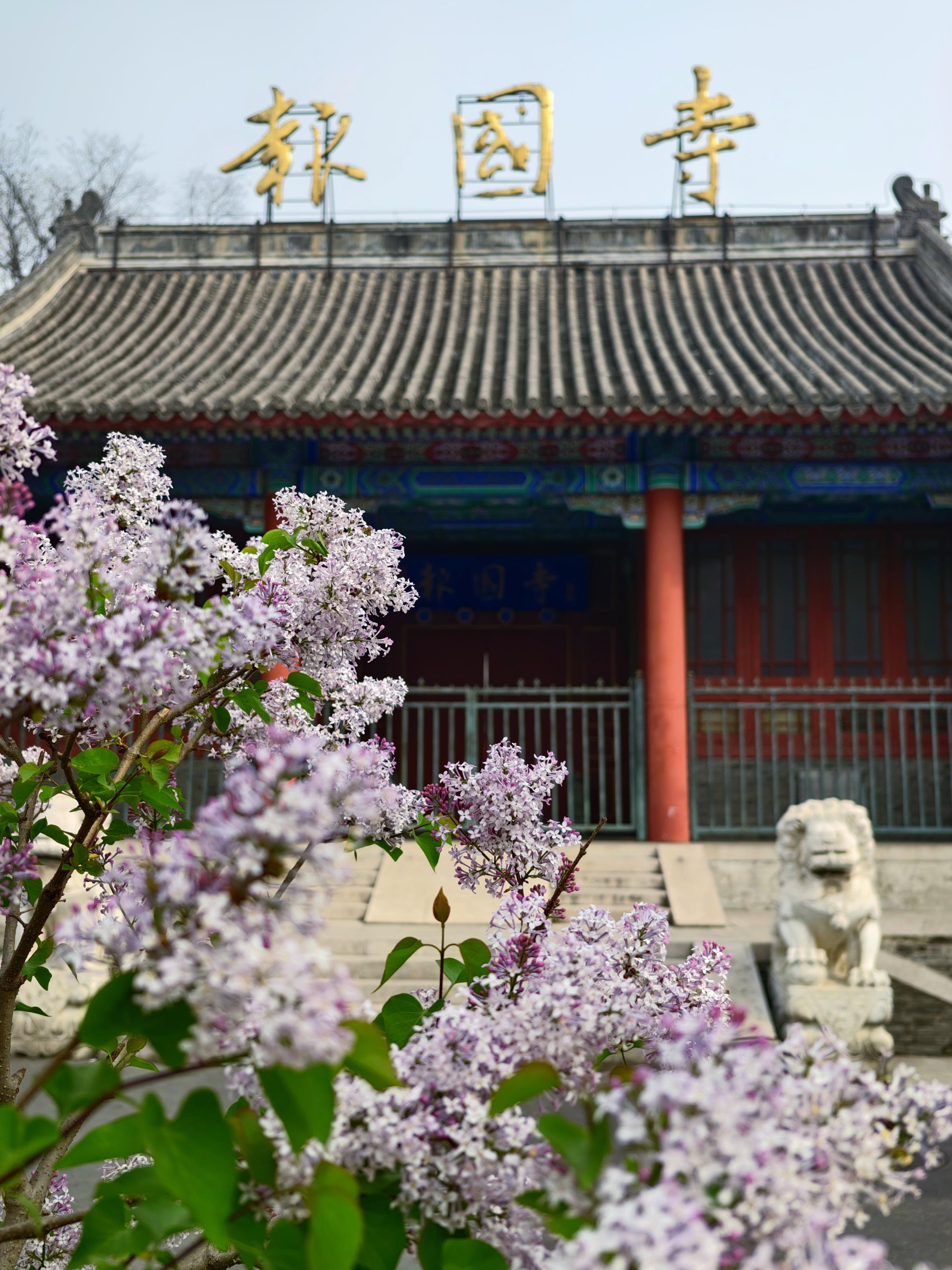 護國寺古剎已繁花成雲！千年時光在花影裏緩緩流淌