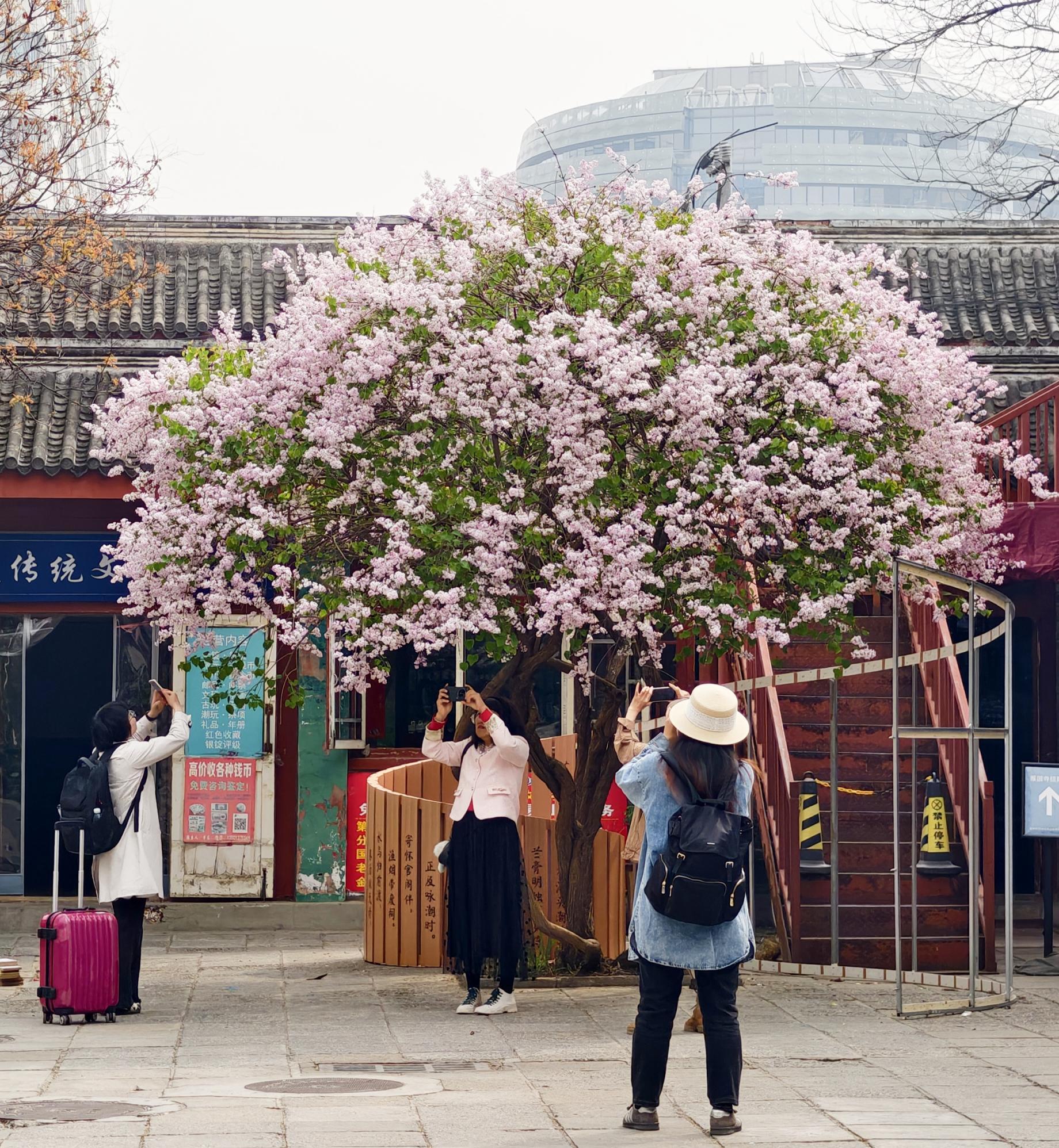 護國寺古剎已繁花成雲！千年時光在花影裏緩緩流淌