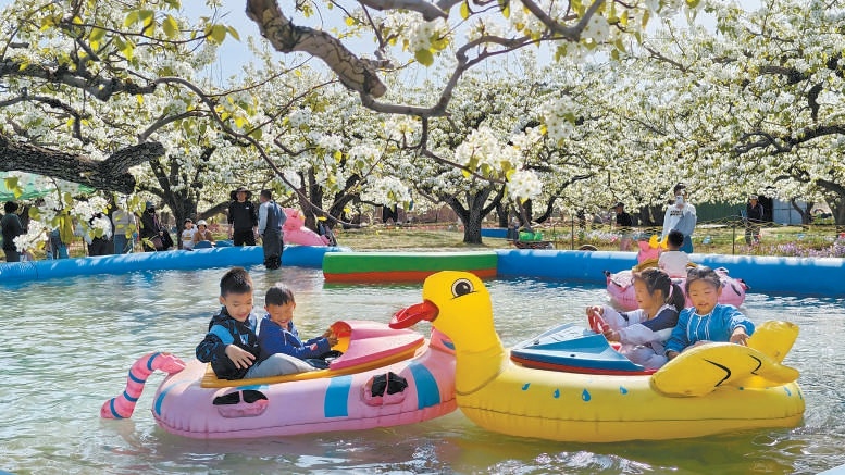 房山區京白梨大家族主題公園三千畝梨園迎來盛花期，公園把果林經濟與觀光旅遊相結合，激活消費新動能。