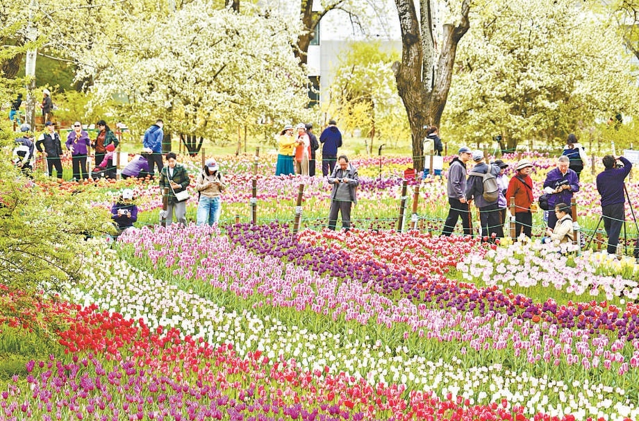 國家植物園8000平方米鬱金香花海進入最佳觀賞期。