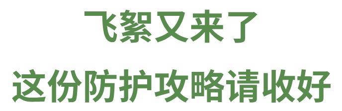 【北京疾控提醒您】應對漫天飛絮 一文教您科學防護