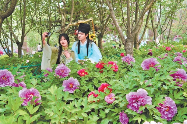 昨天，2026北京牡丹文化節在太陽宮天姿牡丹園啟幕。