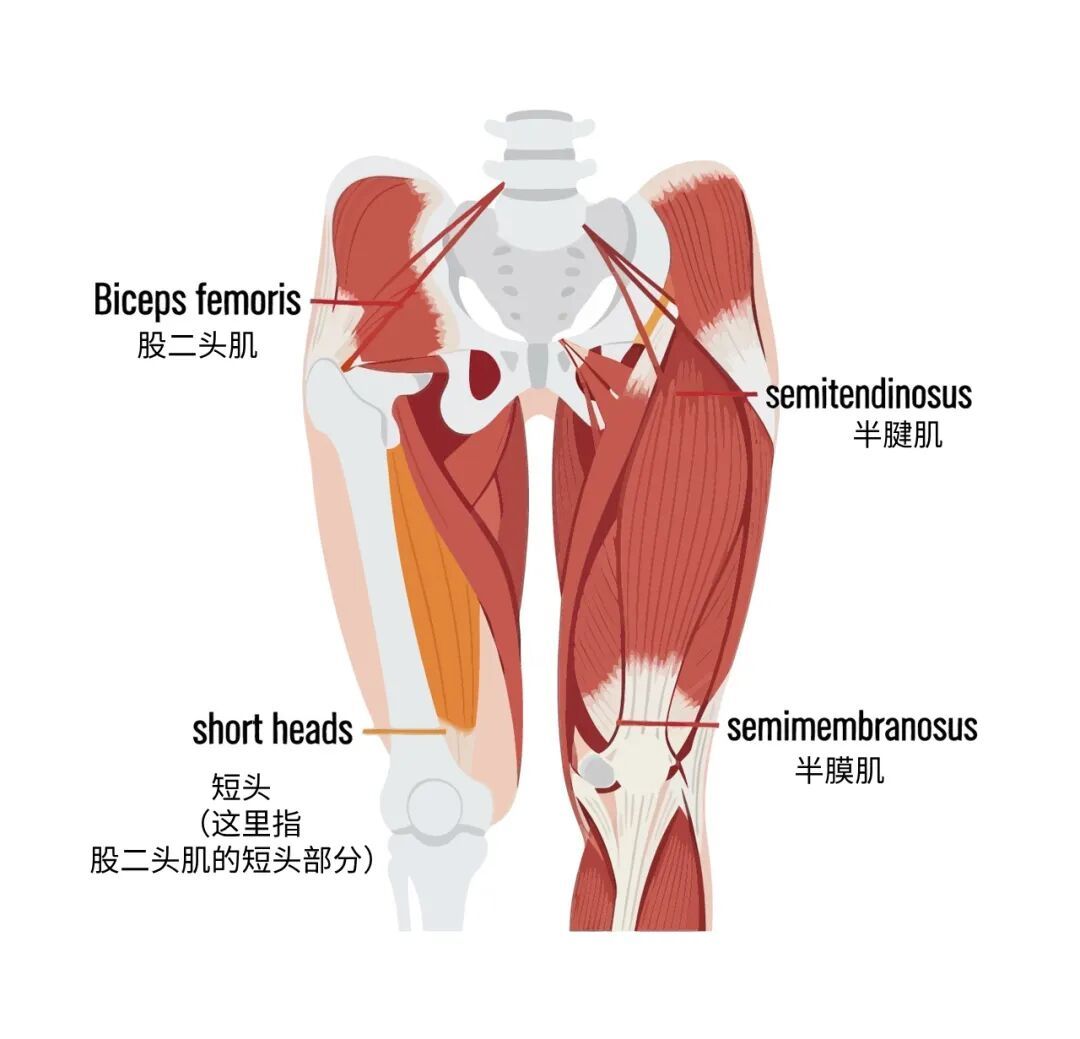 腘繩肌