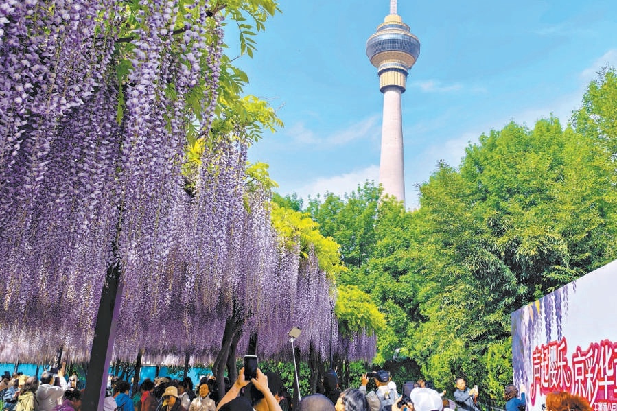 隨著北京氣溫穩步回升，玉淵潭公園二百餘株、十五個品種多花紫藤進入最佳觀賞期，花開如瀑，花期預計持續至四月底。
