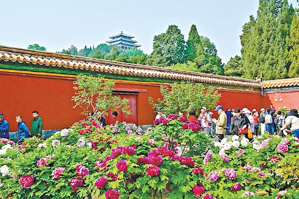 景山公園牡丹正值盛花期，吸引大量市民遊客前來賞花。