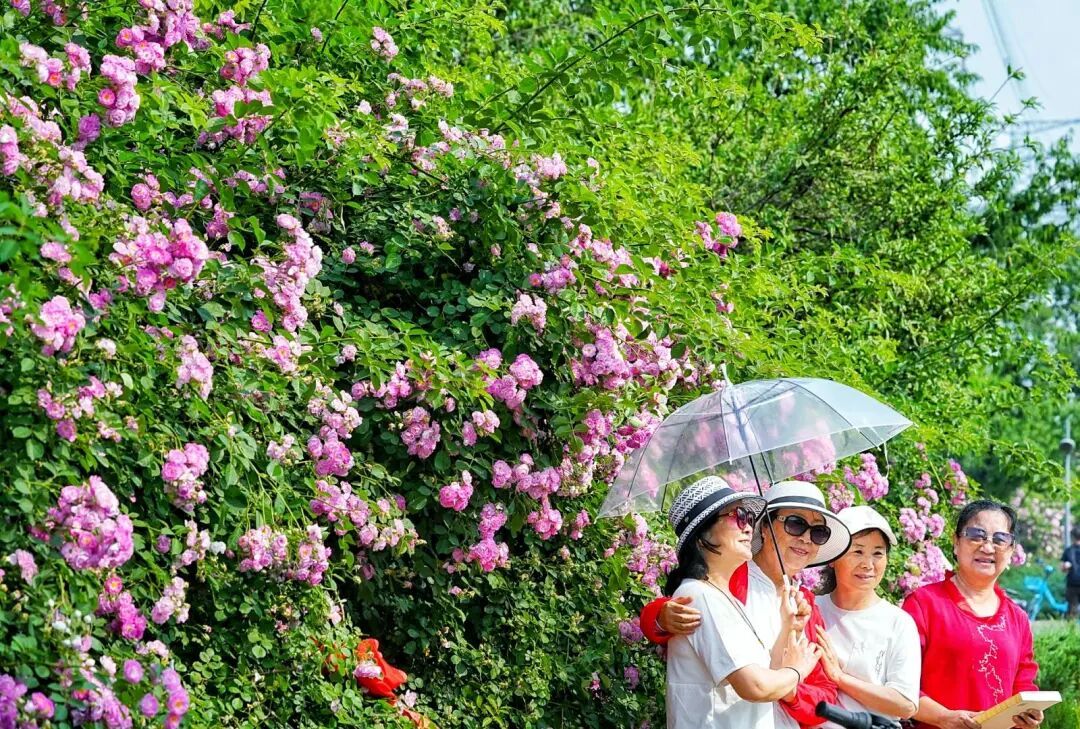北京千米花墻進入盛花期，具體地點——