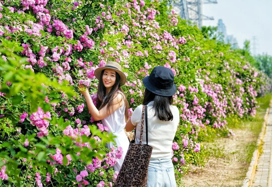 北京千米花墻進入盛花期，具體地點——