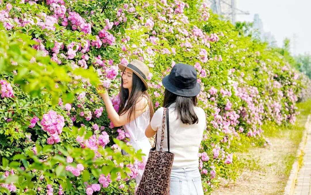 北京千米花墻進入盛花期，具體地點——