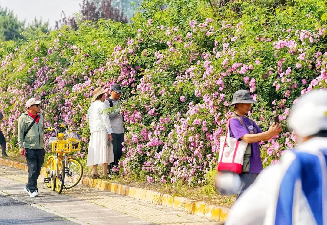 北京千米花墻進入盛花期，具體地點——