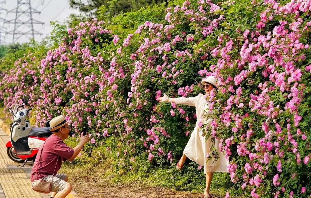 北京千米花墻進入盛花期，具體地點——