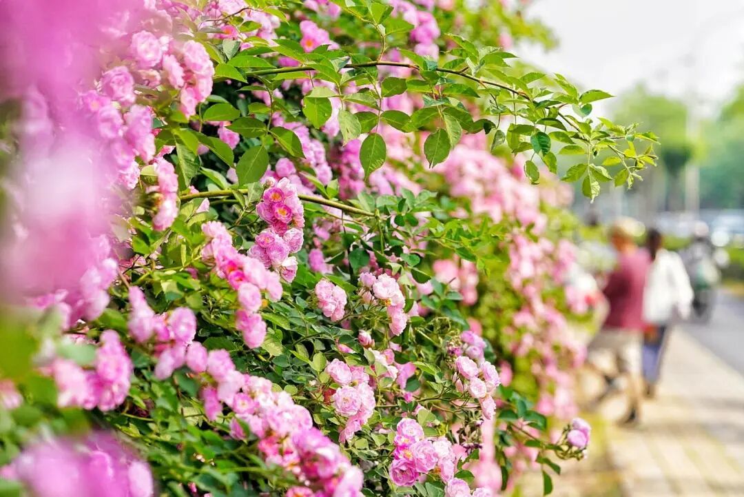 北京千米花墻進入盛花期，具體地點——
