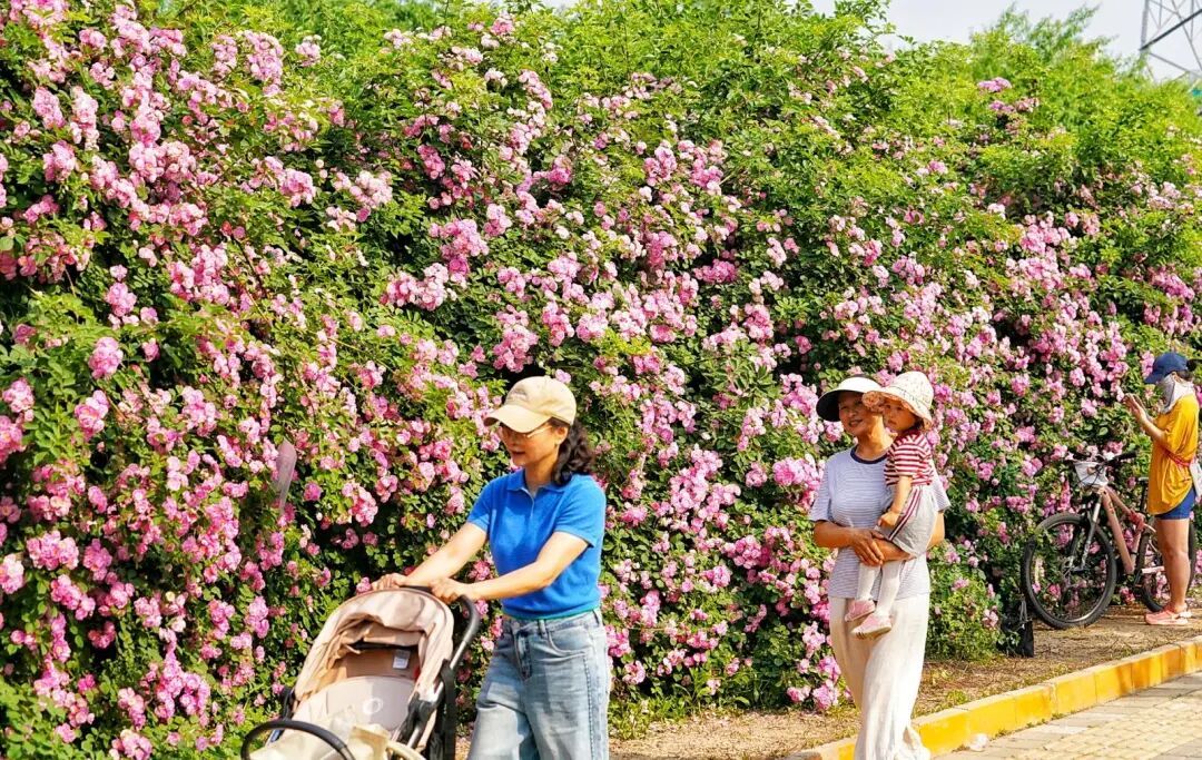 北京千米花墻進入盛花期，具體地點——