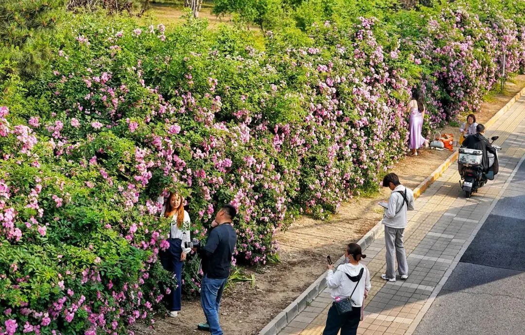 北京千米花墻進入盛花期，具體地點——
