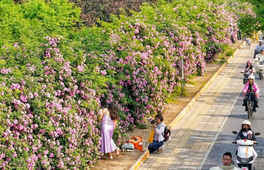 北京千米花墻進入盛花期，具體地點——