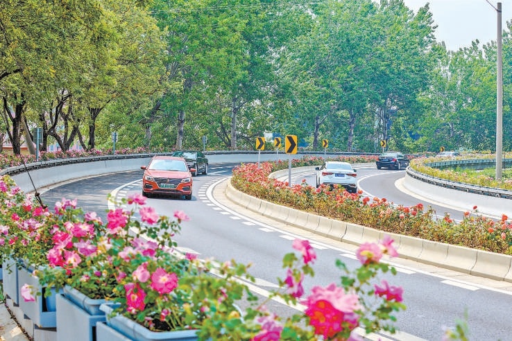 西四環路邊栽種“仙境”，中央分車帶栽種“緋扇”。