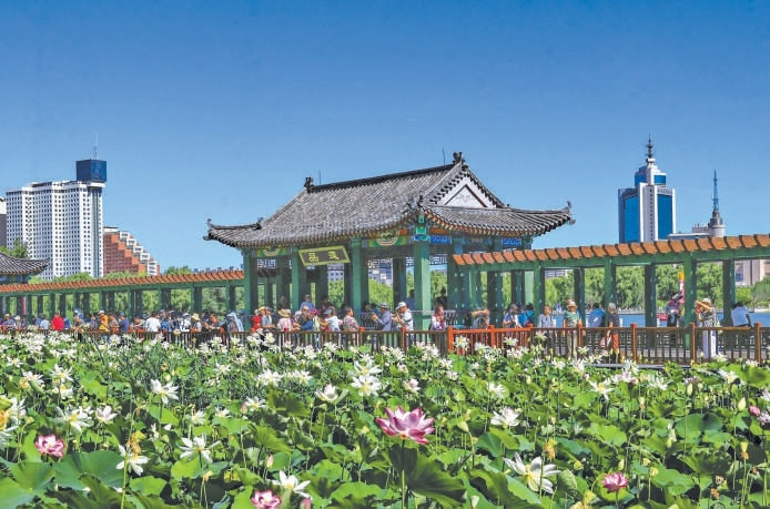 蓮花池公園荷花盛放，吸引市民遊客前來參觀拍照。