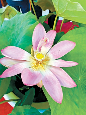 今年的荷花節主題花——“粉舞妃”（何建勇 攝）