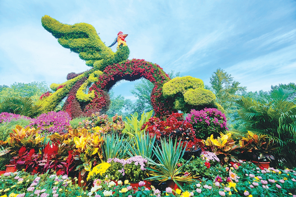 為迎接中秋節和國慶節，國家植物園近日佈置完成兩處立體花壇。圖為“鳳鳴朝陽”花壇在藍天白雲映襯下分外奪目，吸引很多遊客前來拍照賞花。（王海欣 攝）