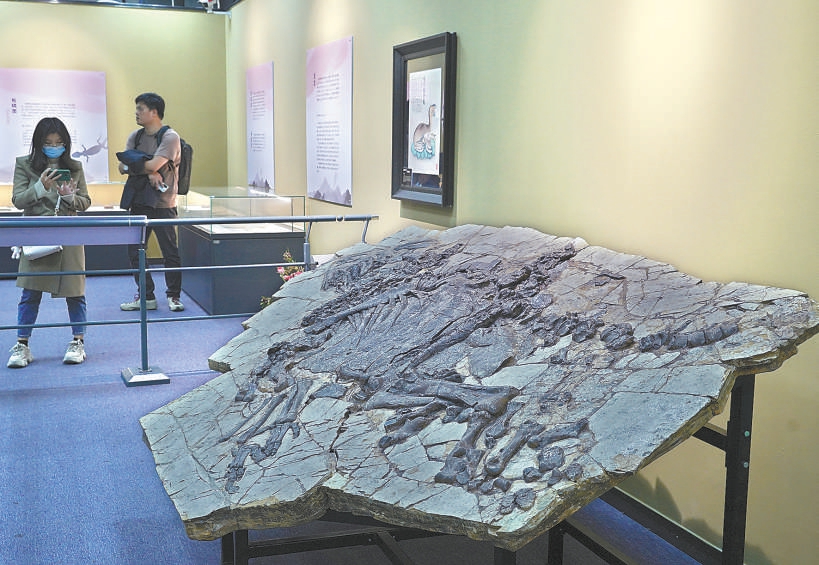 特展上的珍貴化石。（程功 攝）