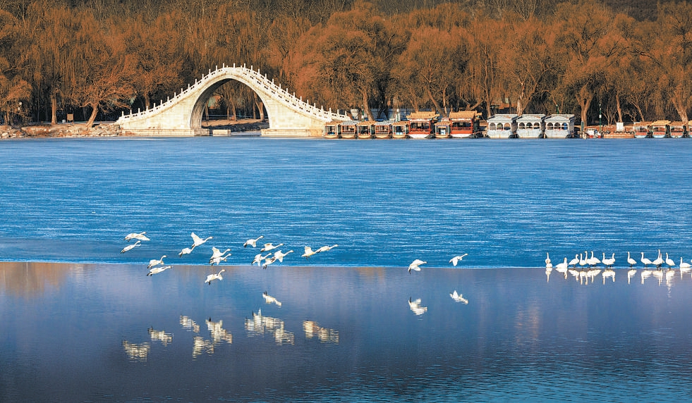 頤和園昆明湖上碧波粼粼，幾十隻白天鵝悠然飛翔。 （張曉蓮 攝）
