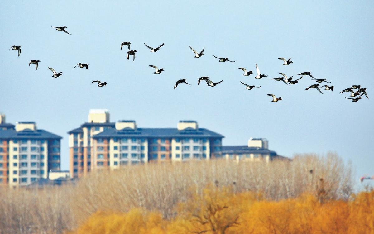 一群鳳頭潛鴨在城市副中心上空飛過，曾經的“稀客”已成為城市副中心的“常客”。