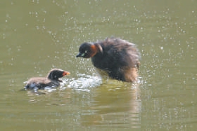 運河森林公園附近的小鸊鷉（pìtī）。