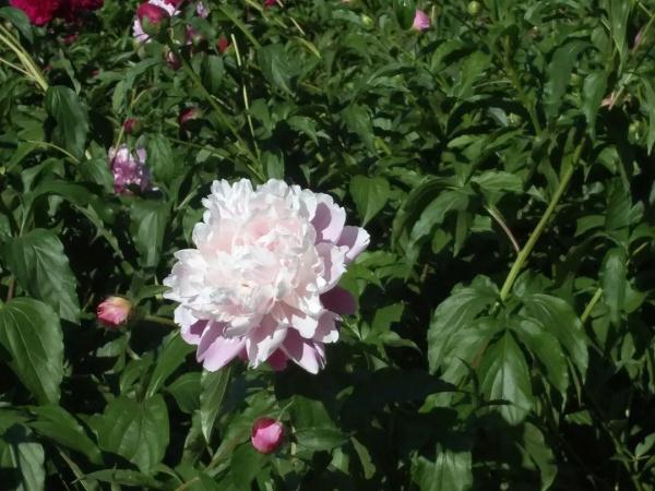 新增11個景點！這個家門口的免費公園，牡丹芍藥開得正好！