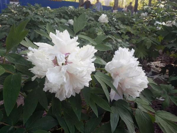 新增11個景點！這個家門口的免費公園，牡丹芍藥開得正好！