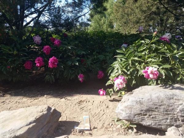 新增11個景點！這個家門口的免費公園，牡丹芍藥開得正好！