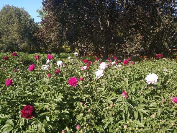 新增11個景點！這個家門口的免費公園，牡丹芍藥開得正好！