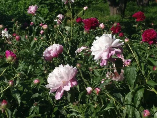 新增11個景點！這個家門口的免費公園，牡丹芍藥開得正好！